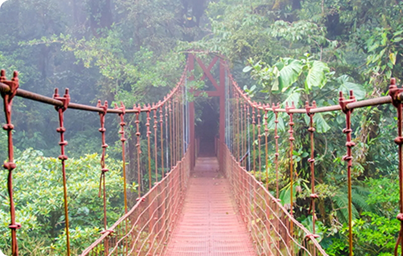 Tropical Bridge